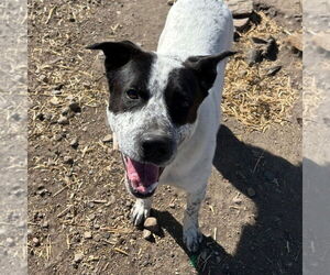 Mutt Dogs for adoption in Minneapolis, MN, USA