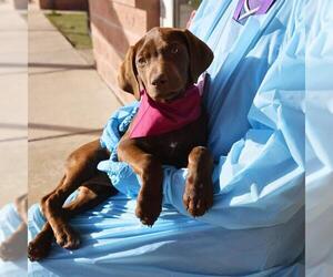 Labrador Retriever-Unknown Mix Dogs for adoption in San Antonio, TX, USA