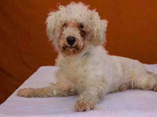 Poodle (Toy) Dogs for adoption in Pasadena, CA, USA
