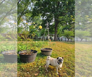 Pug Dogs for adoption in Indianapolis, IN, USA