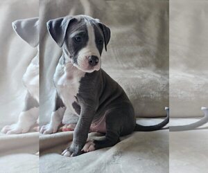 American Staffordshire Terrier-Unknown Mix Dogs for adoption in Holly Springs, NC, USA