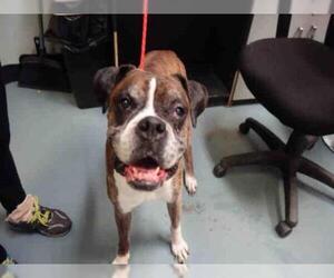 Boxer Dogs for adoption in London, Ontario, Canada