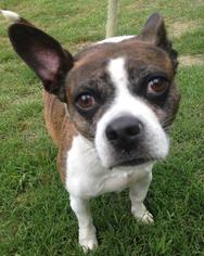 Boston Terrier Dogs for adoption in Bauxite, AR, USA