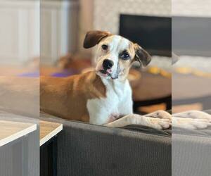 Mutt Dogs for adoption in Oakhurst, NJ, USA