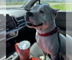 American Pit Bull Terrier-Unknown Mix Dogs for adoption in Fargo, ND, USA