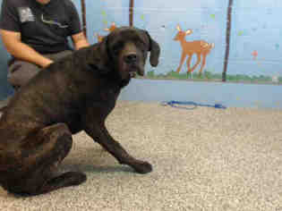 Daniff Dogs for adoption in San Bernardino, CA, USA