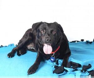 Labrador Retriever Dogs for adoption in Pawtucket, RI, USA