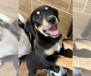 Labrador Retriever-Unknown Mix Dogs for adoption in Green Forest, AR, USA