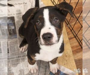 Australian Shepherd-Unknown Mix Dogs for adoption in Washington, DC, USA