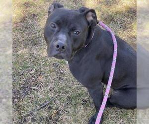 Staffordshire Bull Terrier Dogs for adoption in Riverwoods, IL, USA