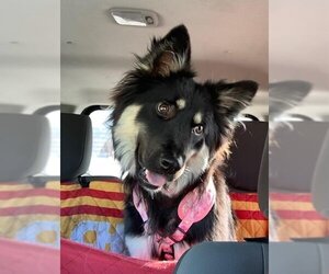Australian Shepherd-Unknown Mix Dogs for adoption in Denver , CO, USA