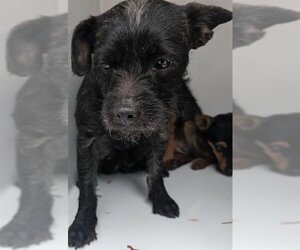 Miniature Schnauzer-Unknown Mix Dogs for adoption in Houston, TX, USA