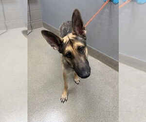 German Shepherd Dog-Unknown Mix Dogs for adoption in Las Vegas, NV, USA