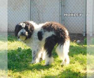 Aussiedoodle Miniature  Dogs for adoption in Lindsay, CA, USA