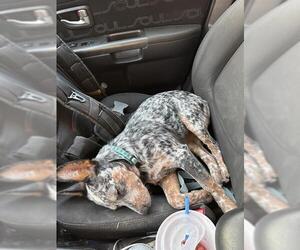 Mutt Dogs for adoption in San Antonio, TX, USA