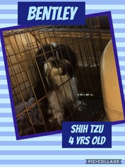 Shih Tzu Dogs for adoption in Franklinton, LA, USA