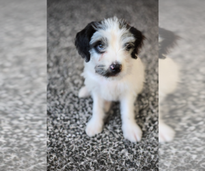 Poovanese Dogs for adoption in Phoenix, AZ, USA