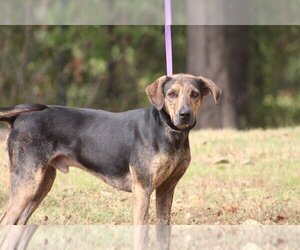 Black and Tan Coonhound-Mountain Cur Mix Dogs for adoption in Conway, AR, USA