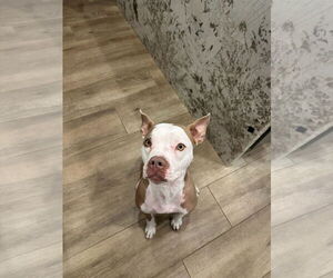 Boxer-Staffordshire Bull Terrier Mix Dogs for adoption in Chandler, AZ, USA