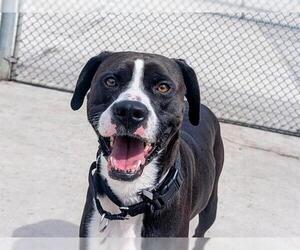 Labrador Retriever Dogs for adoption in Denver, CO, USA