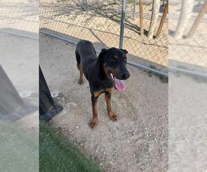 Doberman Pinscher Dogs for adoption in HESPERIA, CA, USA