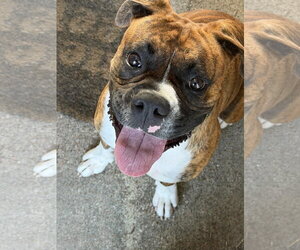 Medium Photo #4 Boxer Puppy For Sale in  Katy, TX, USA