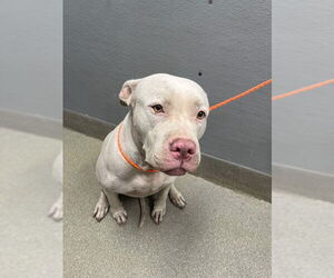 American Pit Bull Terrier-Unknown Mix Dogs for adoption in Las Vegas, NV, USA