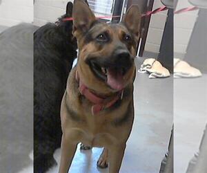 German Shepherd Dog Dogs for adoption in Fayetteville, NC, USA