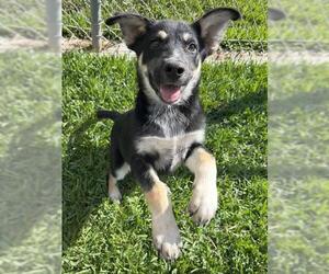 German Shepherd Dog Dogs for adoption in Riverside, CA, USA