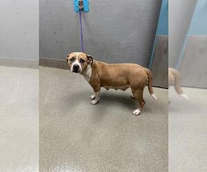 American Pit Bull Terrier-Unknown Mix Dogs for adoption in Las Vegas, NV, USA
