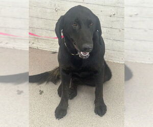 Labrador Retriever Dogs for adoption in San Bernardino, CA, USA