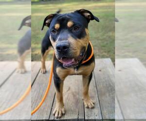 Rottweiler-Staffordshire Bull Terrier Mix Dogs for adoption in Greenville, SC, USA