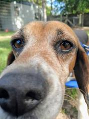 Basset Hound Dogs for adoption in Freeport, FL, USA