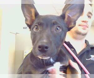 American Pit Bull Terrier-Unknown Mix Dogs for adoption in Sacramento, CA, USA