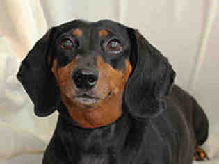 Dachshund Dogs for adoption in Lawrence, KS, USA