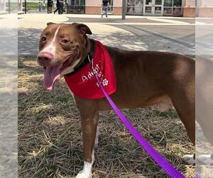 American Staffordshire Terrier-Unknown Mix Dogs for adoption in San Antonio, TX, USA
