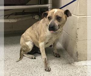 Boxer-Plott Hound Mix Dogs for adoption in Conroe, TX, USA