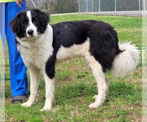 Border Collie-Great Pyrenees Mix Dogs for adoption in New Smyrna Beach, FL, USA