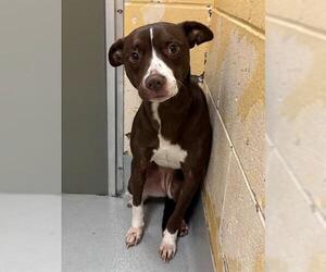 American Pit Bull Terrier-Unknown Mix Dogs for adoption in Tulsa, OK, USA