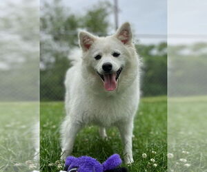 Canadian Eskimo Dog-Unknown Mix Dogs for adoption in Muskegon, MI, USA