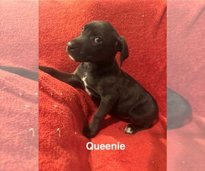 Doberman Pinscher-Miniature Schnauzer Mix Dogs for adoption in Pottstown, PA, USA