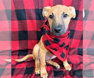 Mutt Dogs for adoption in Bryant, AR, USA