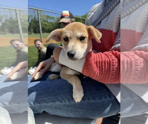 Chihuahua-Unknown Mix Dogs for adoption in Oakhurst, NJ, USA