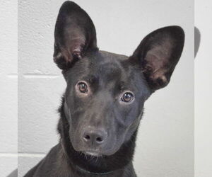 Basset Hound-German Shepherd Dog Mix Dogs for adoption in Huntley, IL, USA