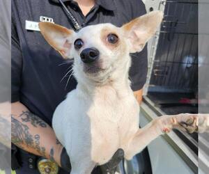 Chihuahua-Unknown Mix Dogs for adoption in San Antonio, TX, USA