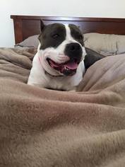 Staffordshire Bull Terrier Dogs for adoption in Peoria, AZ, USA