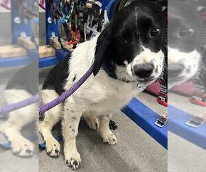 English Springer Spaniel-Unknown Mix Dogs for adoption in Forestville, MD, USA