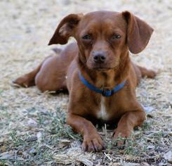 Chiweenie Dogs for adoption in Parlier, CA, USA