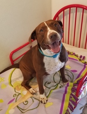American Pit Bull Terrier-Pointer Mix Dogs for adoption in HOUSTON, TX, USA