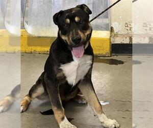 German Shepherd Dog-Unknown Mix Dogs for adoption in Camarillo, CA, USA